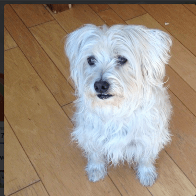 captain and the greyhound, cute dogs, terrier mix